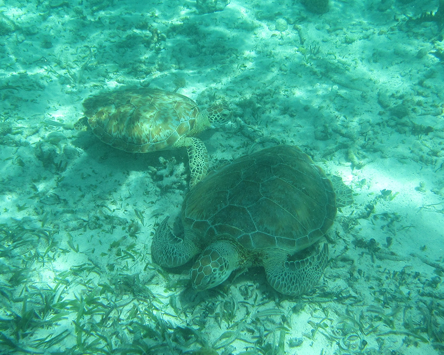 3.12 green turtles
